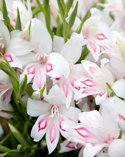 GLADIOLUS NYMPH 100 kusov